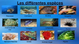 Rascasse
Anémones de
mer
Bernard l’Hermite
Crénilabre
Congres
Girelle
Murène
Langouste
Actinies rouge
Apogons
Oursin
Les différentes espèces
Algues
 