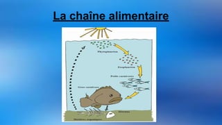 La chaîne alimentaire
 