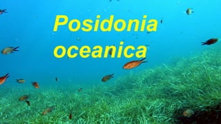 Posidonia
oceanica
 