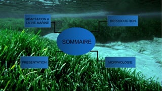 SOMMAIRE
MORPHOLOGIE
ADAPTATION A
LA VIE MARINE
REPRODUCTION
PRESENTATION
 