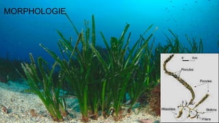 MORPHOLOGIE
 