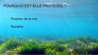 POURQUOI EST-ELLE PROTEGEE ?
- Poumon de la mer
- Nurserie
 