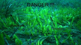DANGER !!!
Posidonie
Taxifolia
 