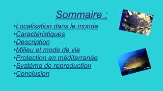 Sommaire :
•Localisation dans le monde
•Caractéristiques
•Description
•Milieu et mode de vie
•Protection en méditerranée
•Système de reproduction
•Conclusion
 