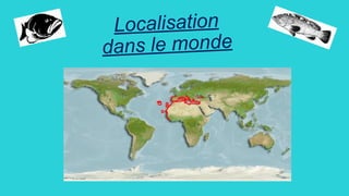 Localisation
dans le monde
 