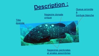 Description :
Queue arrondie
à
bordure blanche
Tête
épaisse
Nageoire dorsale
unique
Nageoires pectorales
et anales assombries
 