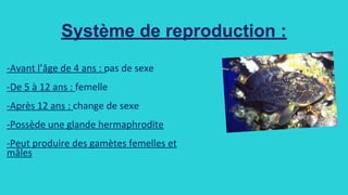 Système de reproduction :
 