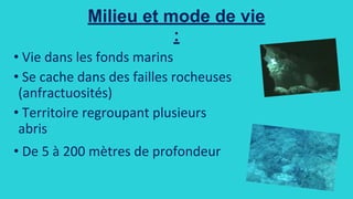 Alliage de fer entortillé :
Lieu de découverte : Plage n°3
Fréquence du déchet : trouvé 1 fois
Aspect : Tige fine métallique enroulée, se rétracte, se compresse, se tord, cassable.
Production : Fait à base de charbon.
Réactions chimiques : Acide chlorhydrique + Fer = Hydrogène.
Au bout de deux semaines le fer commence à se faire attaquer par l’acide chlorhydrique et commence à
rouiller.
Masse volumique : 0,33 g.ml-1
Molécules matériaux : fer
Température de fusion : 1538°C
Conducteur ? Oui / Aimanté ? Oui
Photo :
« L'acier est facilement récupérable au milieu d'autres déchets au moyen d'un tri magnétique. Son
caractère magnétique lui permet en effet d'être attiré par un aimant. L'acier est recyclable à l'infini. Le
recyclage permet de faire des économies de minerai, de chaux et d'énergie. La part de production d’acier
issue du recyclage de ferrailles avoisine, selon les années, 40 % de la production mondiale d’acier. »
D’après Wikipédia
 