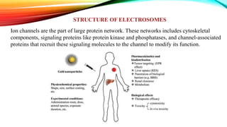 STRUCTURE OF ELECTROSOMES
Ion channels are the part of large protein network. These networks includes cytoskeletal
components, signaling proteins like protein kinase and phosphatases, and channel-associated
proteins that recruit these signaling molecules to the channel to modify its function.
 