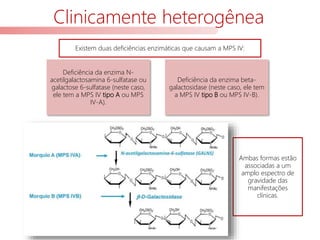 Clinicamente heterogênea
Existem duas deficiências enzimáticas que causam a MPS IV:
Deficiência da enzima N-
acetilgalactosamina 6-sulfatase ou
galactose 6-sulfatase (neste caso,
ele tem a MPS IV tipo A ou MPS
IV-A).
Deficiência da enzima beta-
galactosidase (neste caso, ele tem
a MPS IV tipo B ou MPS IV-B).
Ambas formas estão
associadas a um
amplo espectro de
gravidade das
manifestações
clínicas.
 