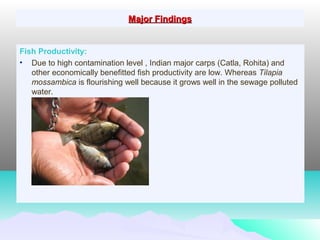 Major FindingsMajor Findings
Fish Productivity:
• Due to high contamination level , Indian major carps (Catla, Rohita) and
other economically benefitted fish productivity are low. Whereas Tilapia
mossambica is flourishing well because it grows well in the sewage polluted
water.
 