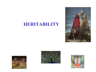 HERITABILITY
 
