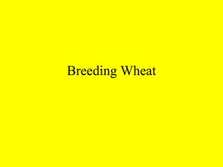 Breeding Wheat
 