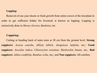 Lopping:
Removal of one year shoots or fresh growth from entire crown of the tree/plant in
order to get sufficient fodder for livestock is known as lopping. Lopping is
extensively done in Morus, Grewia, Bauhinia, etc.
Coppicing:
Cutting or heading back of main stem at 30 cm from the ground level. Strong
coppicers: Acacia catechu, Albizia lebbek, Anogeissus latifolia, etc.; Good
coppicers: Aesculus indica, Chloroxylon swietinia, Hardwickia binata, etc.; Bad
coppicers: Adina cordifolia, Bambax ceiba, etc.; and Non coppicers: All conifers.
 