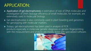 APPLICATION:
 Application of gel electrophoresis in estimation of size of DNA molecules and
investigation of DNA cleavage efficiency of small molecules, for example, are
extensively used in molecular biology.
 Gel electrophoresis is also commonly used in plant breeding and genomics
for genotyping with molecular markers.
 Todays, gel electrophoresis has been used in analysis of PCR
products especially in molecular genetic diagnosis or genetic fingerprinting
with the measurement and analysis are mostly done with specialized software.
 