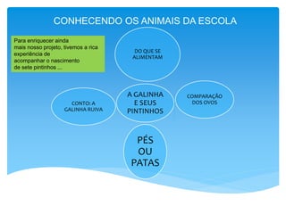 CONHECENDO OS ANIMAIS DA ESCOLA
Para enriquecer ainda
mais nosso projeto, tivemos a rica
experiência de
acompanhar o nascimento
de sete pintinhos ...
A GALINHA
E SEUS
PINTINHOS
DO QUE SE
ALIMENTAM
COMPARAÇÃO
DOS OVOS
PÉS
OU
PATAS
CONTO: A
GALINHA RUIVA
 