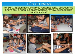 PÉS OU PATAS
FOI BASTANTE SIGNIFICATIVO PARA OS PEQUENOS TEREM ESSE CONTATO
DIRETO COM O PINTINHO E OBSERVAREM DE PERTO ALGUMAS DE SUAS
CARACTERISTICAS.
 