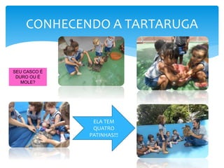 CONHECENDO A TARTARUGA
SEU CASCO É
DURO OU É
MOLE?
ELA TEM
QUATRO
PATINHAS!!!
 
