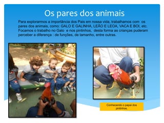 Os pares dos animais
Para explorarmos a importância dos Pais em nossa vida, trabalhamos com os
pares dos animais, como: GALO E GALINHA, LEÃO E LEOA, VACA E BOI, etc.
Focamos o trabalho no Galo e nos pintinhos, desta forma as crianças puderam
perceber a diferença : de funções, de tamanho, entre outras.
Conhecendo o papai dos
pintinhos.
 