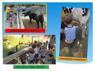 CONHECENDO O BÚFALO
LAGO DOS CISNEI NEGRO
 