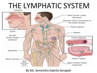 THE LYMPHATIC SYSTEM
By Ms. Sementha Gabrila Senapati
 