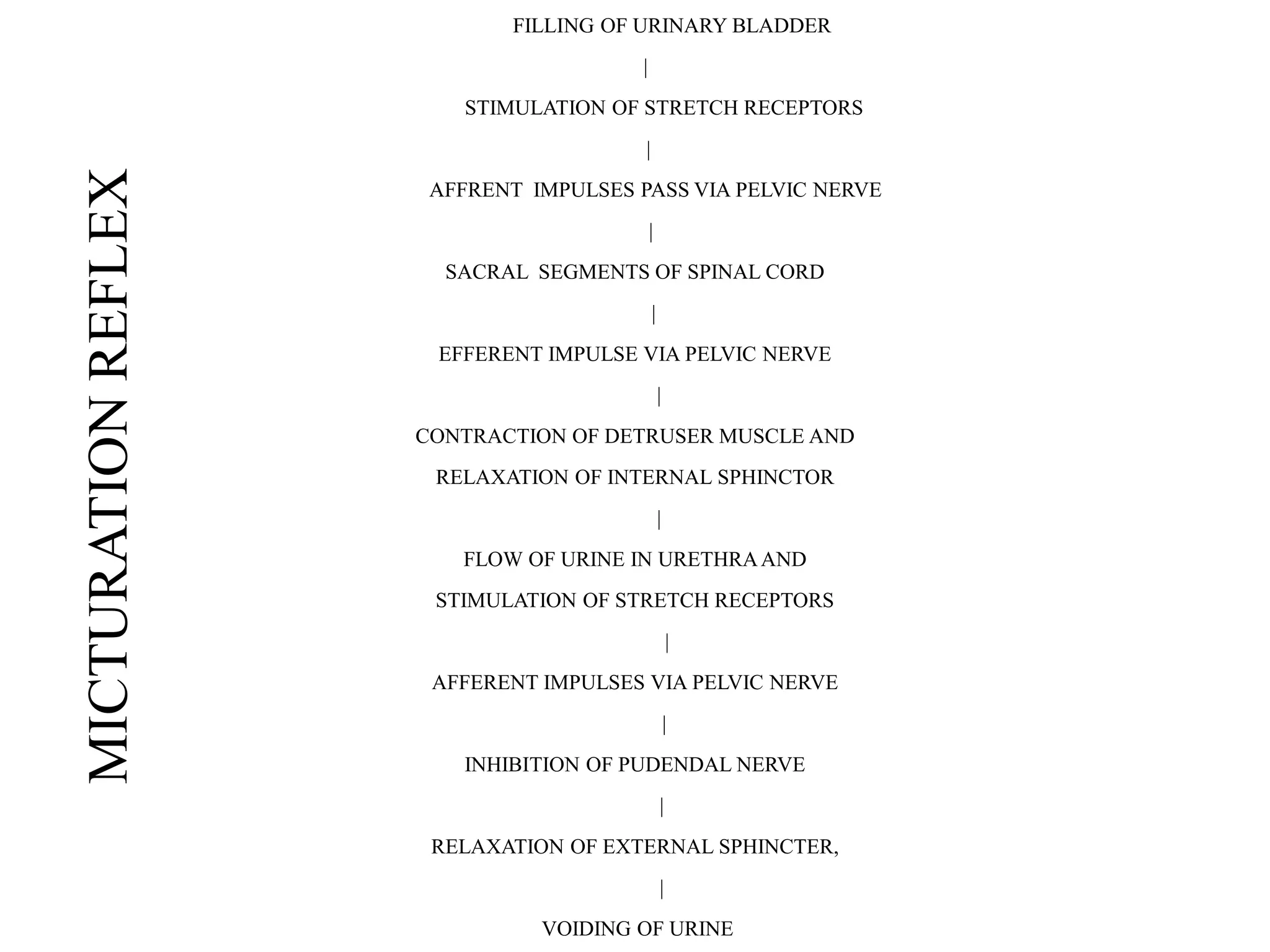 MICTURATIONREFLEX
FILLING OF URINARY BLADDER
|
STIMULATION OF STRETCH RECEPTORS
|
AFFRENT IMPULSES PASS VIA PELVIC NERVE
|
SACRAL SEGMENTS OF SPINAL CORD
|
EFFERENT IMPULSE VIA PELVIC NERVE
|
CONTRACTION OF DETRUSER MUSCLE AND
RELAXATION OF INTERNAL SPHINCTOR
|
FLOW OF URINE IN URETHRAAND
STIMULATION OF STRETCH RECEPTORS
|
AFFERENT IMPULSES VIA PELVIC NERVE
|
INHIBITION OF PUDENDAL NERVE
|
RELAXATION OF EXTERNAL SPHINCTER,
|
VOIDING OF URINE
 