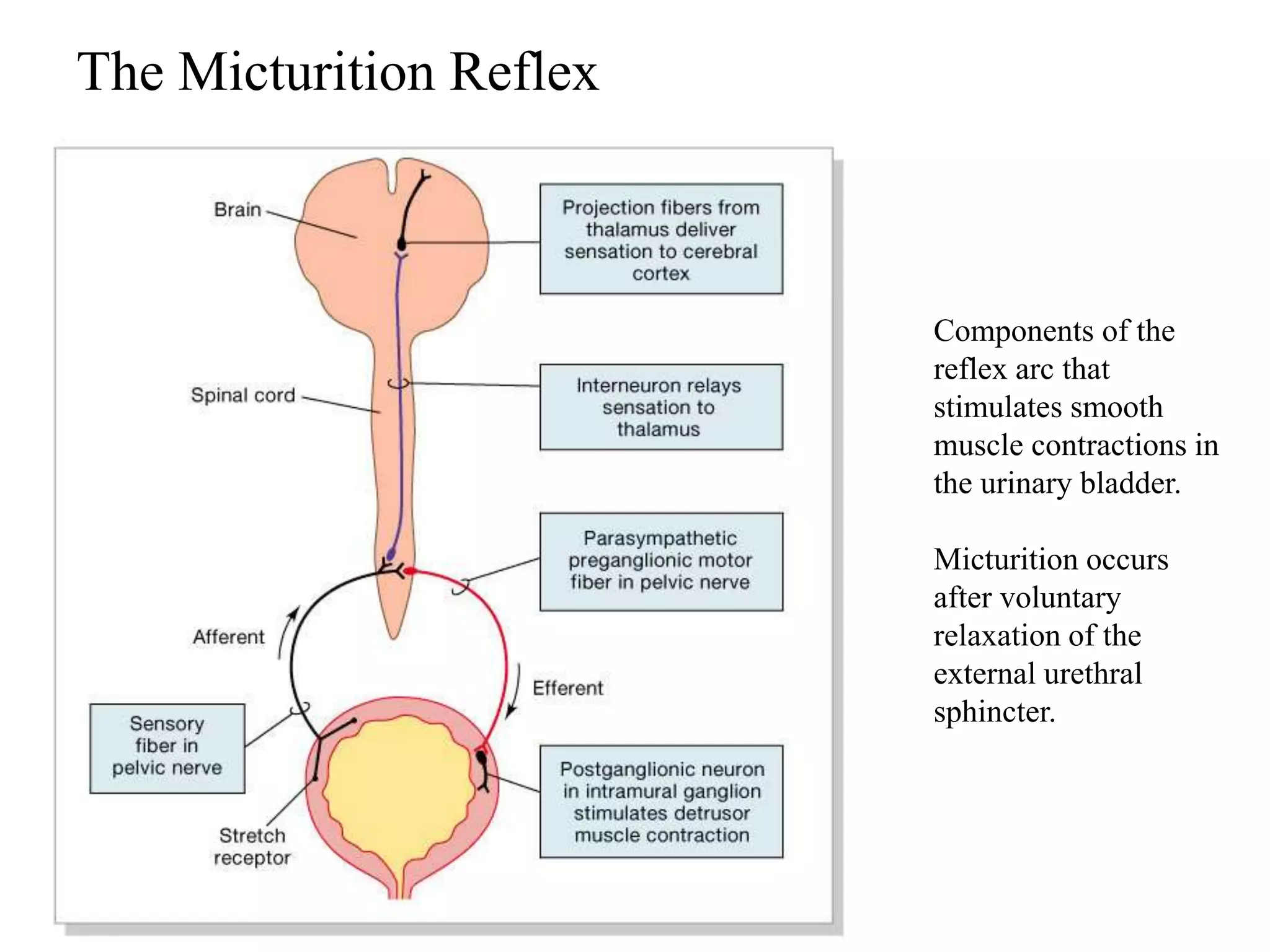 The Micturition Reflex
Components of the
reflex arc that
stimulates smooth
muscle contractions in
the urinary bladder.
Micturition occurs
after voluntary
relaxation of the
external urethral
sphincter.
 
