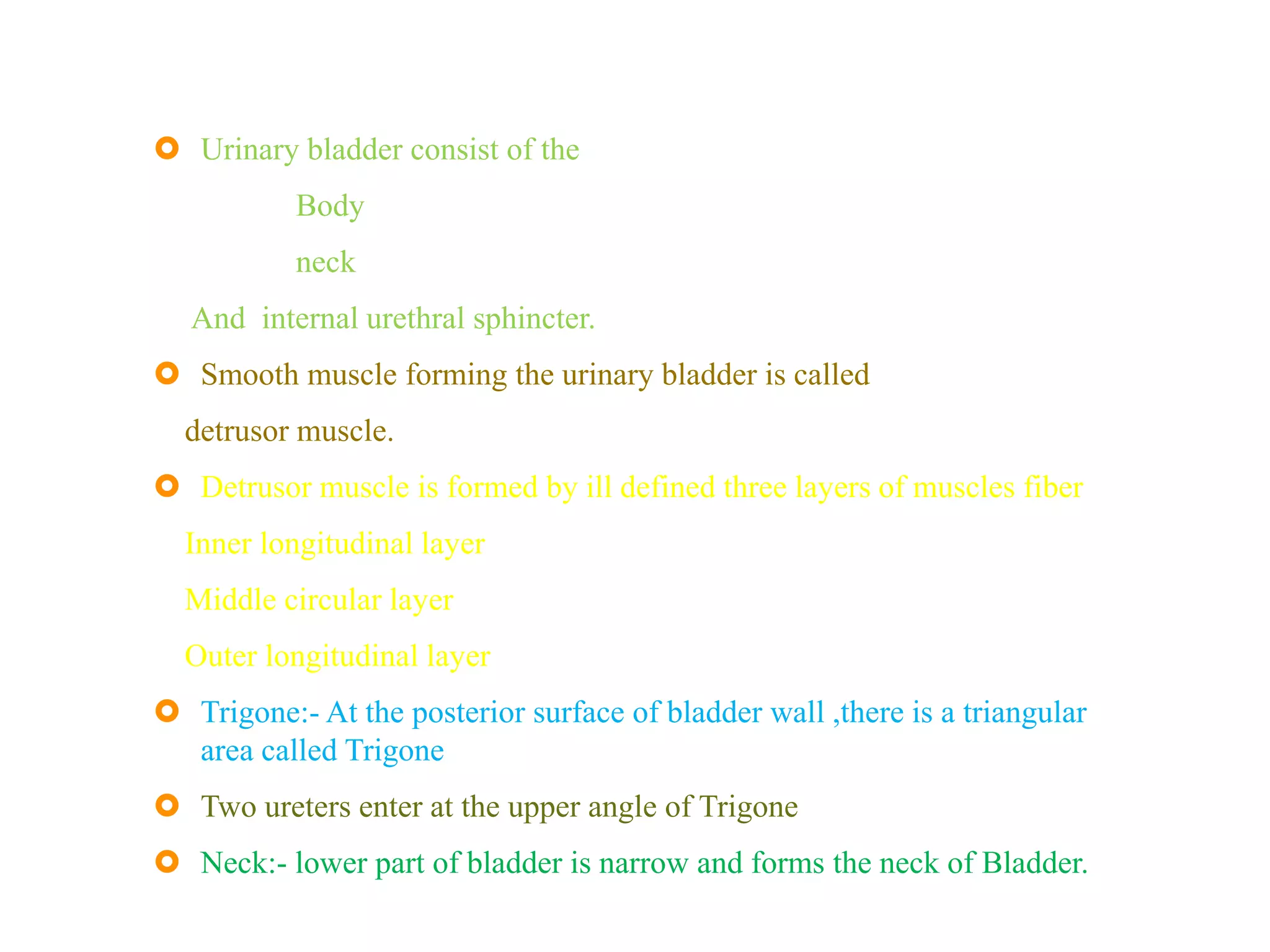 URINARY BLADDER
 Urinary bladder consist of the
Body
neck
And internal urethral sphincter.
 Smooth muscle forming the urinary bladder is called
detrusor muscle.
 Detrusor muscle is formed by ill defined three layers of muscles fiber
Inner longitudinal layer
Middle circular layer
Outer longitudinal layer
 Trigone:- At the posterior surface of bladder wall ,there is a triangular
area called Trigone.
 Two ureters enter at the upper angle of Trigone.
 Neck:- lower part of bladder is narrow and forms the neck of Bladder.
 
