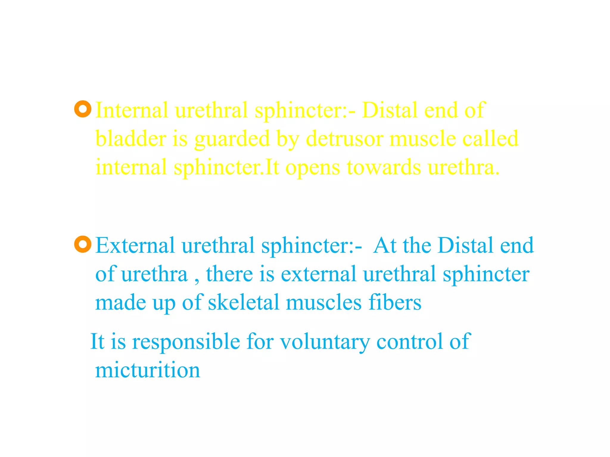 Internal urethral sphincter:- Distal end of
bladder is guarded by detrusor muscle called
internal sphincter.It opens towards urethra.
External urethral sphincter:- At the Distal end
of urethra , there is external urethral sphincter
made up of skeletal muscles fibers.
It is responsible for voluntary control of
micturition
 