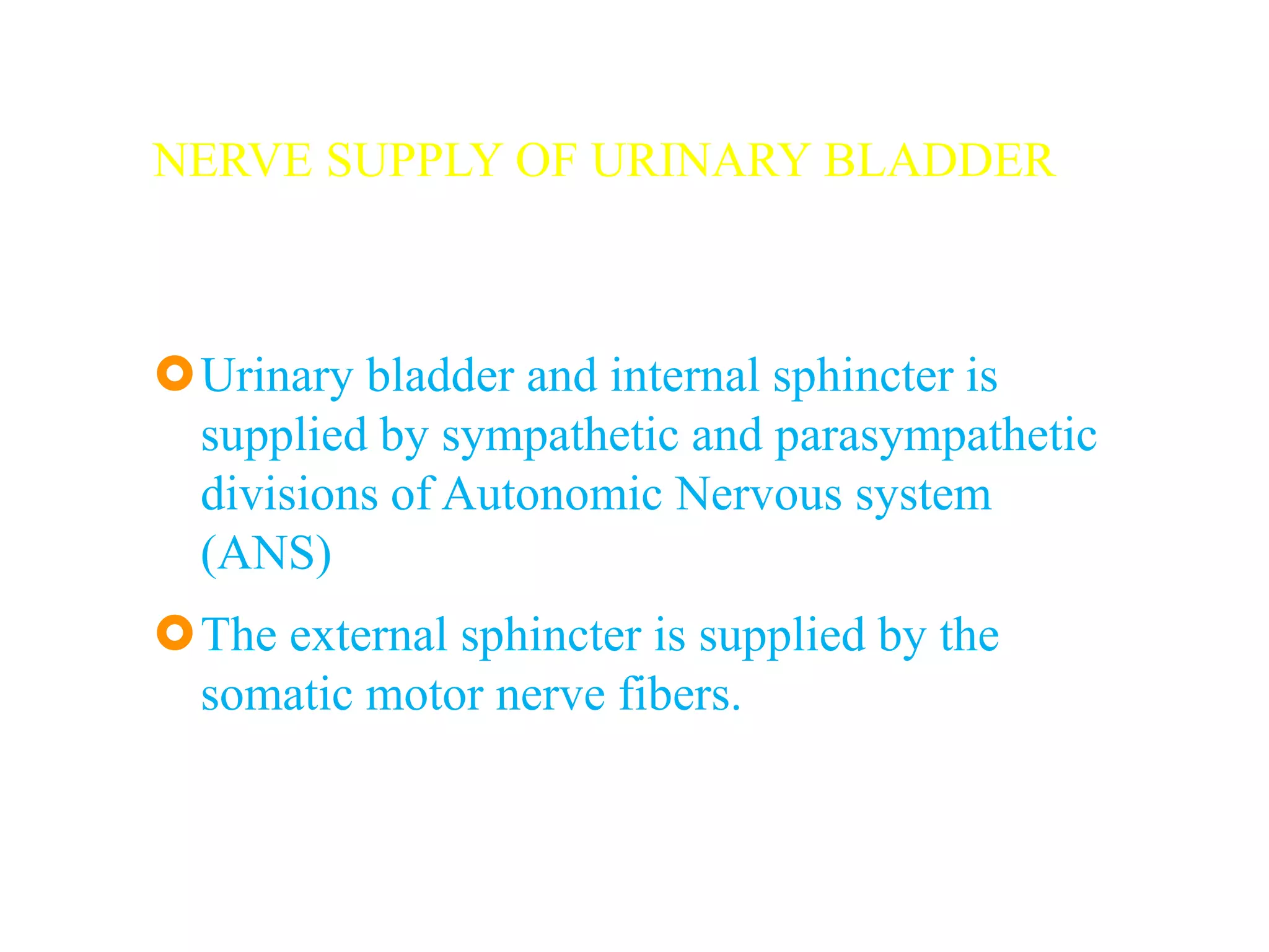 NERVE SUPPLY OF URINARY BLADDER
Urinary bladder and internal sphincter is
supplied by sympathetic and parasympathetic
divisions of Autonomic Nervous system
(ANS)
The external sphincter is supplied by the
somatic motor nerve fibers.
 