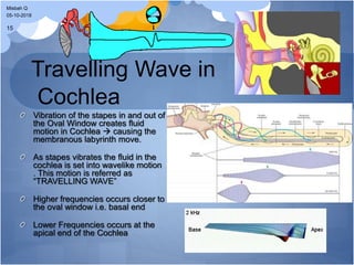 Travelling Wave in
Cochlea
Vibration of the stapes in and out of
the Oval Window creates fluid
motion in Cochlea  causing the
membranous labyrinth move.
As stapes vibrates the fluid in the
cochlea is set into wavelike motion
. This motion is referred as
“TRAVELLING WAVE”
Higher frequencies occurs closer to
the oval window i.e. basal end
Lower Frequencies occurs at the
apical end of the Cochlea
05-10-2018
Misbah Q
15
 
