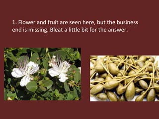 1. Flower and fruit are seen here, but the business end is missing. Bleat a little bit for the answer. 