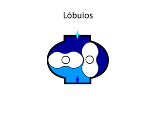 Lóbulos
 