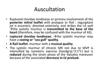 Auscultation
• Ruptured chordae tendineae or primary involvement of the
posterior mitral leaflet with prolapse or flail : regurgitant
jet is eccentric, directed anteriorly, and strikes the LA wall
the systolic murmur is transmitted to the base of the
heart (therefore, may be confused with the murmur of AS).
• ruptured chordae tendineae, the systolic murmur may
have a cooing or "sea gull" quality.
• A flail leaflet: murmur with a musical quality.
• The systolic murmur of chronic MR not due to MVP is
intensified by isometric exercise (handgrip:↑LVV) but is
reduced during the strain phase of the Valsalva maneuver
because of the associated decrease in LV preload.
 