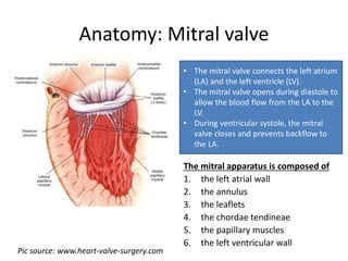 Anatomy: Mitral valve
The mitral apparatus is composed of
1. the left atrial wall
2. the annulus
3. the leaflets
4. the chordae tendineae
5. the papillary muscles
6. the left ventricular wall
• The mitral valve connects the left atrium
(LA) and the left ventricle (LV).
• The mitral valve opens during diastole to
allow the blood flow from the LA to the
LV.
• During ventricular systole, the mitral
valve closes and prevents backflow to
the LA.
Pic source: www.heart-valve-surgery.com
 