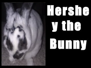 Hershe
y the
Bunny
 