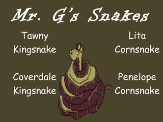 Mr. G’s Snakes
Tawny
Kingsnake
Coverdale
Kingsnake
Lita
Cornsnake
Penelope
Cornsnake
 