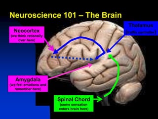 Neuroscience 101 – The Brain
                                              Thalamus
  Neocortex                                  (traffic controller)
(we think rationally
     over here)




   Amygdala
(we feel emotions and
   remember here)


                        Spinal Chord
                         (some sensation
                        enters brain here)
 