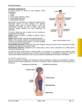 El Cuerpo Humano
RREEGGIIOONNEESS CCOORRPPOORRAALLEESS
El cuerpo humano se divide en cinco regiones. Estas 

regiones son: 

1.- Cabeza

2.- Cuello

3.- Tronco: tórax, abdomen y pelvis 

4.- Extremidades superiores

5.- Extremidades inferiores. 

Más adelante en este texto, se le pedirá que estudie áreas 

específicas dentro de estas regiones. Por ejemplo,

necesitará saber sobre la cintura pélvica y cómo las 

extremidades inferiores se unen al cuerpo, para poder 

relacionar algunas lesiones con tipos específicos de

accidentes. 

Por ahora, basta que vea el cuerpo con sus divisiones y 

subdivisiones más simples: 

Cabeza: Cráneo (contiene y protege al cerebro), Cara y 

Maxilar inferior.

Cuello: arteria carótida, músculo esternocleidomastoideo.

Tronco: Tórax (pecho), abdomen se extiende desde el borde 

inferior de las costillas hasta la pelvis, y la pelvis protegida 

por los huesos de la cintura pélvica.

CCAAVVIIDDAADDEESS CCOORRPPOORRAALLEESS
Hay cinco cavidades corporales, tres anteriores: torácica, abdominal y pélvica y dos posteriores: craneal y
espinal. Dentro de estas cavidades se encuentran los órganos vitales, las glándulas, los vasos sanguíneos y
Extremidades Superiores: Articulación del hombro escápula, clavícula y húmero, brazo, articulación del codo,
antebrazo, articulación de la muñeca y mano.
Extremidades Inferiores: Articulación de la cadera pelvis y fémur, muslo, articulación de la rodilla, pierna,
articulación del tobillo y pie.
Los términos tórax, maxilar inferior y cráneo pueden no ser usados en su vocabulario, pero todos los otros
términos son parte del vocabulario de la mayoría de las personas. Lo importante es comenzar a tener en
cuenta estas simples subdivisiones cada vez que considere la posibilidad de una lesión o enfermedad.
los nervios.
Rev. Enero 2009 CSBV - APH MR 17
 
