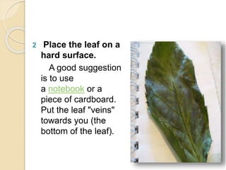 2 Place the leaf on a
hard surface.
A good suggestion
is to use
a notebook or a
piece of cardboard.
Put the leaf "veins"
towards you (the
bottom of the leaf).
 