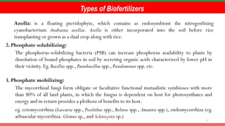 5
Types of Biofertilizers
Azolla: is a floating pteridophyte, which contains as endosymbiont the nitrogenfixing
cyanobacterium Anabaena azollae. Azolla is either incorporated into the soil before rice
transplanting or grown as a dual crop along with rice.
2. Phosphate solubilizing:
The phosphorus-solubilizing bacteria (PSB) can increase phosphorus availability to plants by
dissolution of bound phosphates in soil by secreting organic acids characterized by lower pH in
their vicinity. Eg. Bacillus spp., Paenibacillus spp., Pseudomonas spp. etc.
3. Phosphate mobilizing:
The mycorrhizal fungi form obligate or facultative functional mutualistic symbioses with more
than 80% of all land plants, in which the fungus is dependent on host for photosynthates and
energy and in return provides a plethora of benefits to its host.
eg. ectomycorrhiza (Laccaria spp., Pisolithus spp., Boletus spp., Amanita spp.), endomycorrhiza (eg.
arbuscular mycorrhiza- Glomus sp., and Sclerocystis sp.)
 