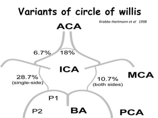 Variants of circle of willis
Krabbe-Hartmann et al 1998
 