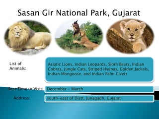 Sasan Gir National Park, Gujarat 
Asiatic Lions, Indian Leopards, Sloth Bears, Indian 
Cobras, Jungle Cats, Striped Hyenas, Golden Jackals, 
Indian Mongoose, and Indian Palm Civets 
December - March 
south-east of Distt. Junagadh, Gujarat 
List of 
Animals: 
Best Time to Visit: 
Address: 
 