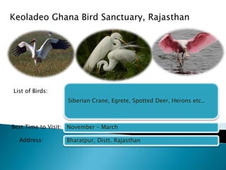 Keoladeo Ghana Bird Sanctuary, Rajasthan 
Siberian Crane, Egrete, Spotted Deer, Herons etc.. 
November – March 
Bharatpur, Distt. Rajasthan 
List of Birds: 
Best Time to Visit: 
Address: 
 