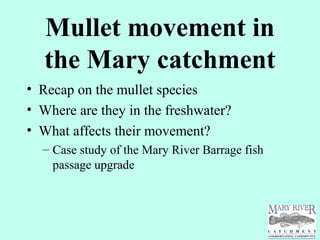 Mullet movement in
the Mary catchment
• Recap on the mullet species
• Where are they in the freshwater?
• What affects their movement?
– Case study of the Mary River Barrage fish
passage upgrade
 