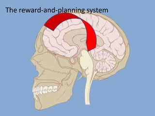 The reward-and-planning system
 