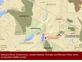 Manyara Ranch Conservancy: Located between Tarangire and Manyara Parks, forms  an important wildlife corridor.  