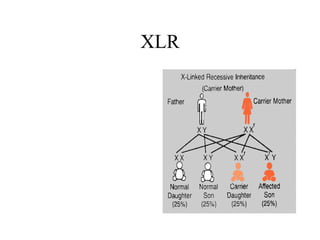 XLR 