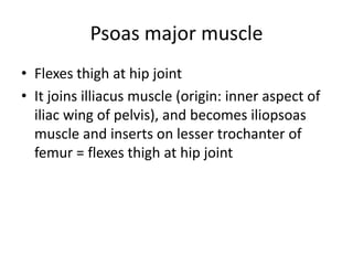 Psoas major muscle
• Flexes thigh at hip joint
• It joins illiacus muscle (origin: inner aspect of
  iliac wing of pelvis), and becomes iliopsoas
  muscle and inserts on lesser trochanter of
  femur = flexes thigh at hip joint
 