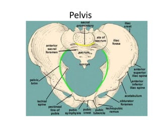 Pelvis
 